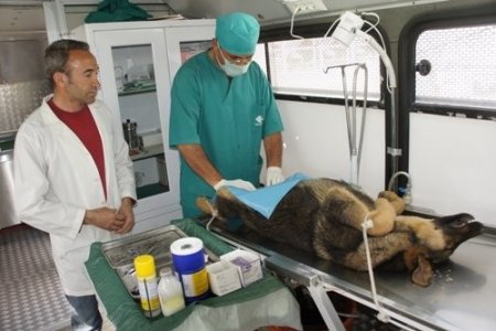 Sokak hayvanları kısırlaştırılıyor