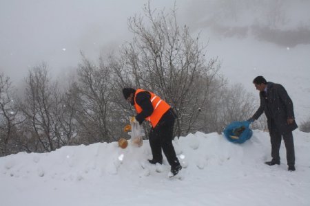 Sokak Hayvanlarına Belediye Sahip Çıktı