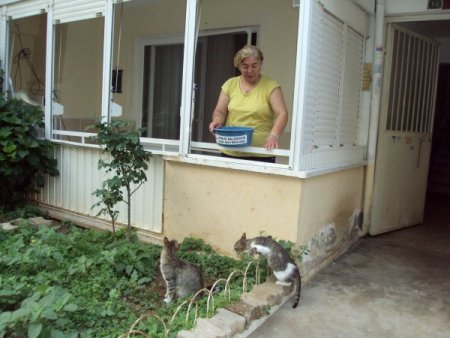 Sokak Hayvanlarına Mama Dağıtıldı