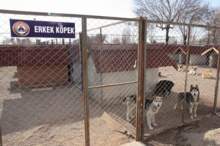 Sokak hayvanlarına sahip çıkan Aksaray Belediyesi'ne teşekkür