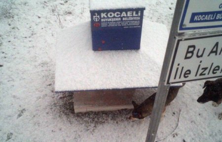 Sokak Hayvanlarını Soğuklarda Yem Patiler Doyuruyor