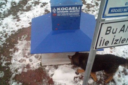 Sokak Hayvanlarını Soğuklarda Yem Patiler Doyuruyor