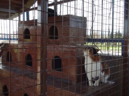 Sokak kedileri kedi evinde barınacak