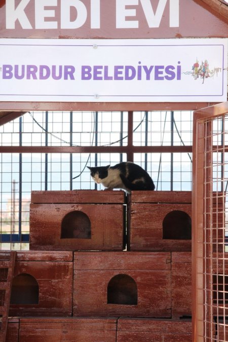 Sokak kedileri kedi evinde barınacak