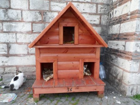 Sokak kedilerinin de evi oldu