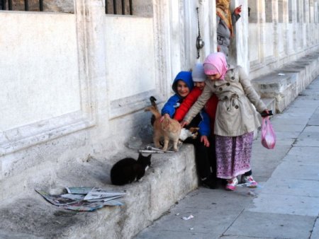 Sokak kedilerinin de evi oldu