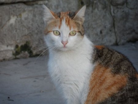 Sokak kedilerinin de evi oldu