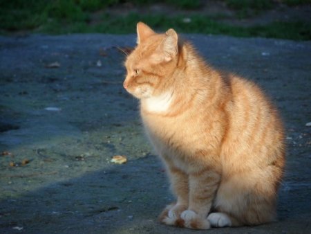 Sokak kedilerinin de evi oldu