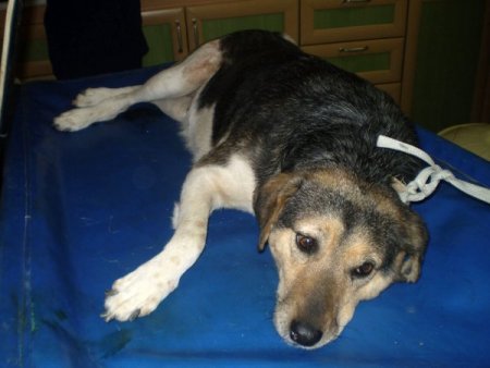 Sokak köpeğine kemoterapi uygulanacak