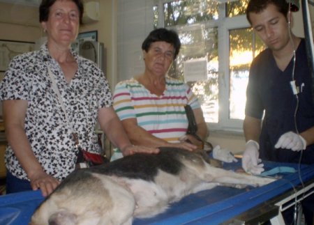 Sokak köpeğine kemoterapi uygulanacak