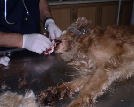 Sokak köpeğinin diş tartarları temizlendi