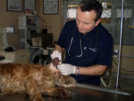 Sokak köpeğinin diş tartarları temizlendi