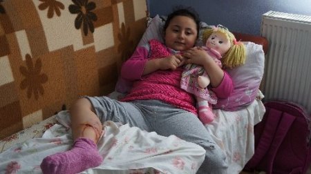 Sokak köpekleri, 6 yaşındaki çocuğu ısırdı