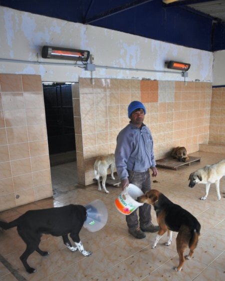 Sokak Köpekleri Elektrikli Sobalarla Isıtılıyor
