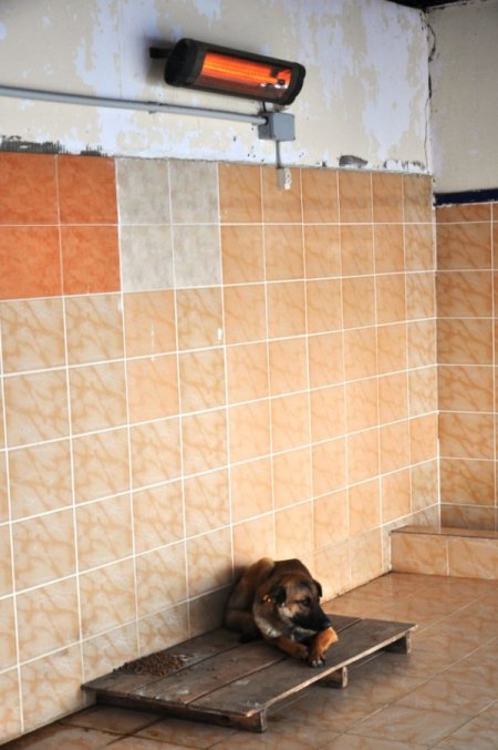 Sokak Köpekleri Elektrikli Sobalarla Isıtılıyor