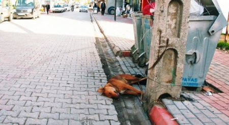 Sokak köpekleri öldürülüyor iddiası