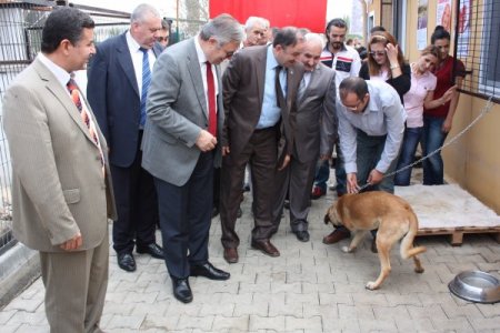 Sokak köpeklerinin de artık bir evi var