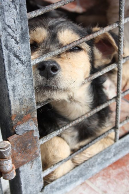 Sokak köpeklerinin de artık bir evi var