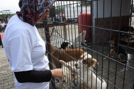 Sokak köpeklerinin de artık bir evi var