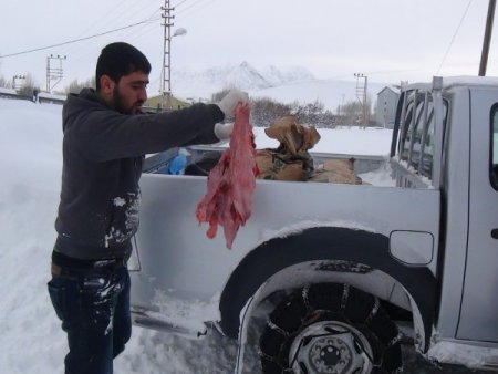 Sokak ve yaban hayvanları için doğaya yiyecek bırakıldı