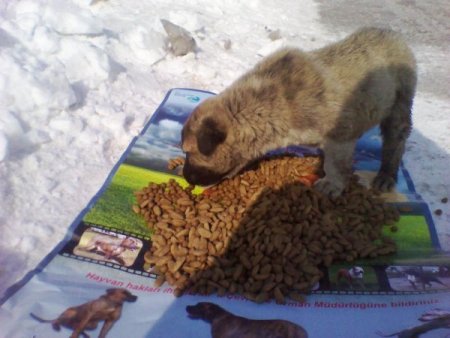 Sokak ve yaban hayvanları için doğaya yiyecek bırakıldı