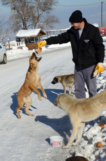 Sokakta yaşayan hayvanlara yiyecek desteği