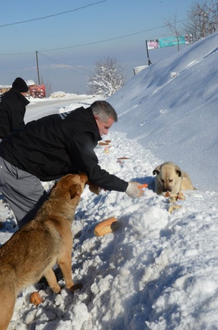 Sokakta yaşayan hayvanlara yiyecek desteği