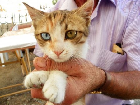 Sokakta yaşayan Van kedisi mahallenin maskotu oldu