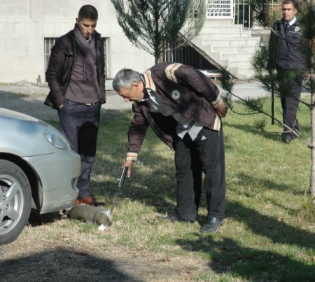 Sokaktaki başıboş maymun 3 kişiyi ısırarak yaraladı