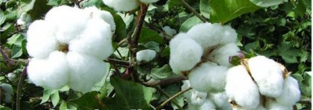 Söke Ziraat Odası pamuğun geleceğini tartışmaya açıyor