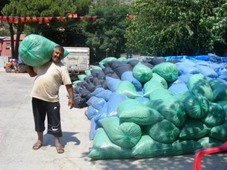 Söke'nin Kisir Köyü Sölajlık Mısır Taleplerine Yetişemiyor