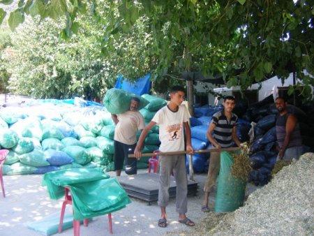 Söke'nin Kisir Köyü Sölajlık Mısır Taleplerine Yetişemiyor