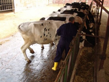 Sonbahar şap aşısı dönemi başladı