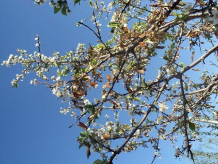 Sonbahar'da çiçek açan erik ağacı şaşırttı