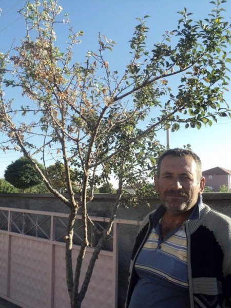 Sonbahar'da çiçek açan erik ağacı şaşırttı