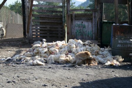Şopengazi Hayvan Barınağı hakkında soruşturma başlatıldı