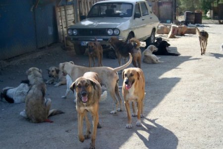 Şopengazi Hayvan Barınağı hakkında soruşturma başlatıldı