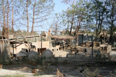 Şopengazi Hayvan Barınağı hakkında soruşturma başlatıldı