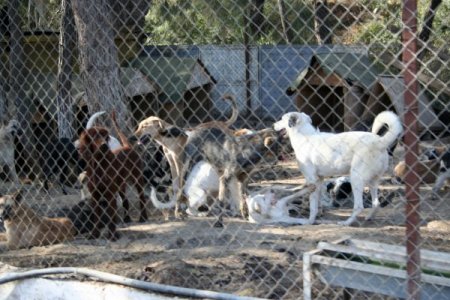 Şopengazi Hayvan Barınağı hakkında soruşturma başlatıldı