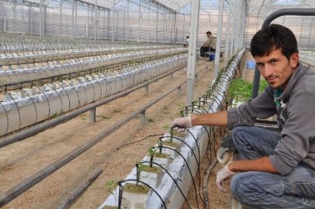 Sorgunda 40 Bin Domates Fidesinin Dikimi Yapıldı