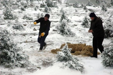 Spil Dağı'na yabani hayvanlar için yem atıldı