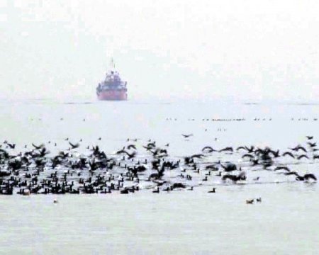 Spor yapan İstanbullulara 'karabatak' sürprizi