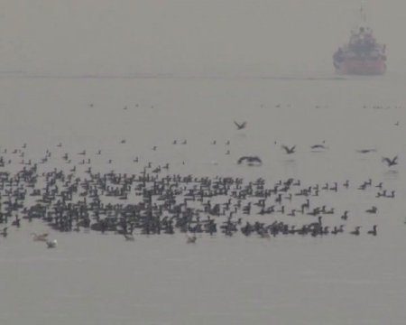 Spor yapan İstanbullulara 'karabatak' sürprizi