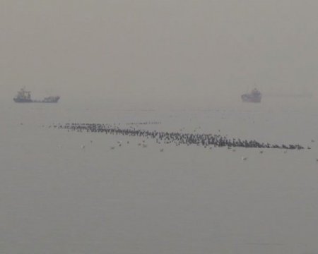 Spor yapan İstanbullulara 'karabatak' sürprizi