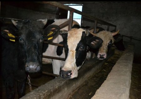 Strese giren inekler müzik dinleyerek rahatlıyor, süt verimi artıyor