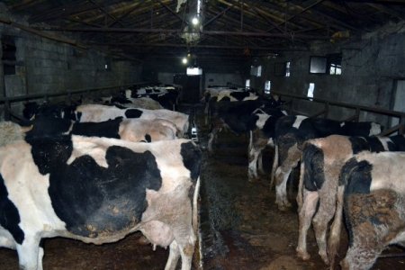 Strese giren inekler müzik dinleyerek rahatlıyor, süt verimi artıyor