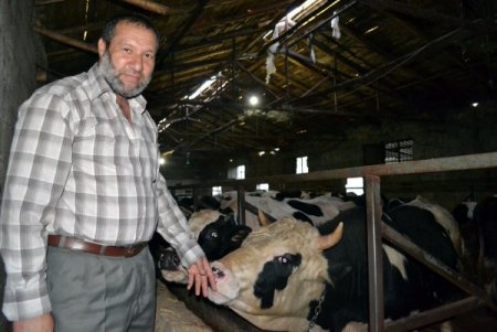 Strese giren inekler müzik dinleyerek rahatlıyor, süt verimi artıyor