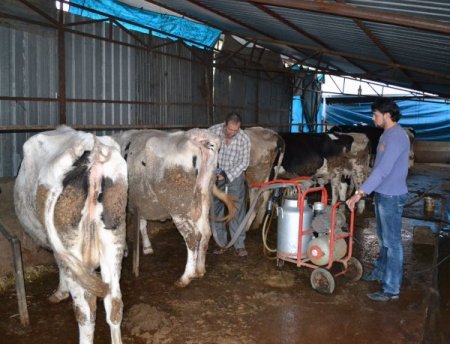 Strese giren inekler müzik dinleyerek rahatlıyor, süt verimi artıyor
