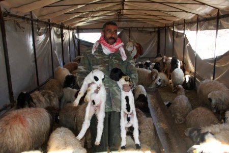 Su Altında Kalan Ahırda Koyunlar Kuzuladı İsimleri Asi Oldu