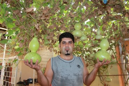 Su kabakları hem süs hem geçim kaynağı oldu